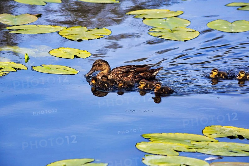 Mallard duck with chicks, swimming on a pond, lily pads, Dune Island, Heligoland, Schleswig-Holstein, Germany, Europe