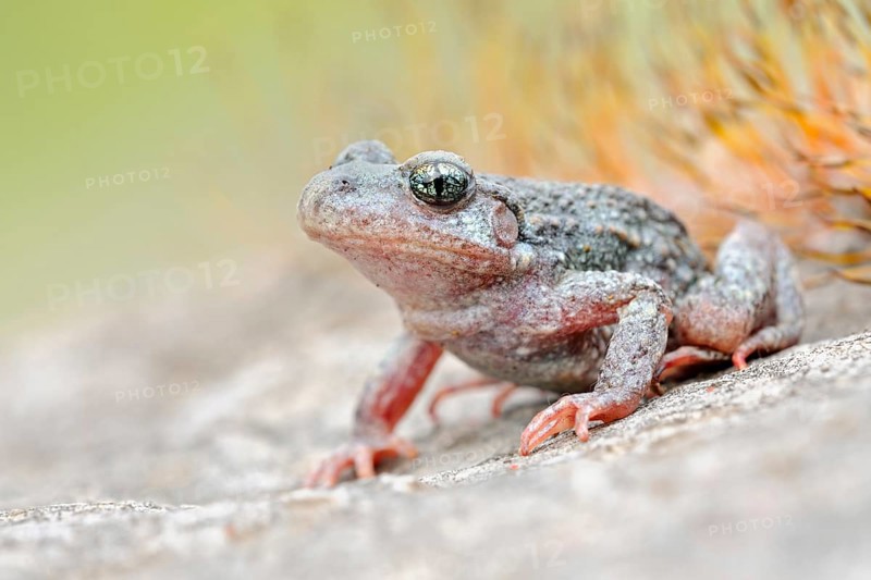 Predominantly nocturnal... Northern midwife toad (Alytes obstetricans) perfectly camouflaged, adapted to the environment, in a quarry, frontal, lateral view, very detailed, clear, colourful photo, rare toad species in Germany, Sauerland, North Rhine-Westphalia, Germany, Western Europe, Europe