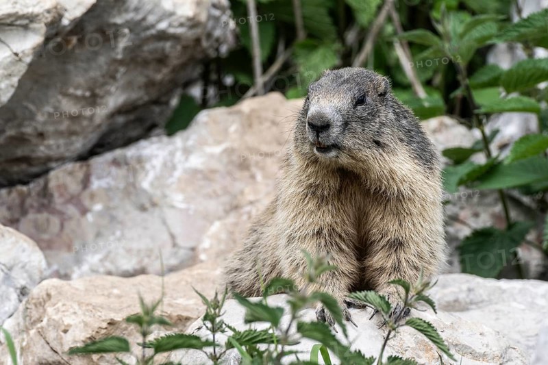 Marmot (Marmota marmota), Monte Baldo, Italy, Europe