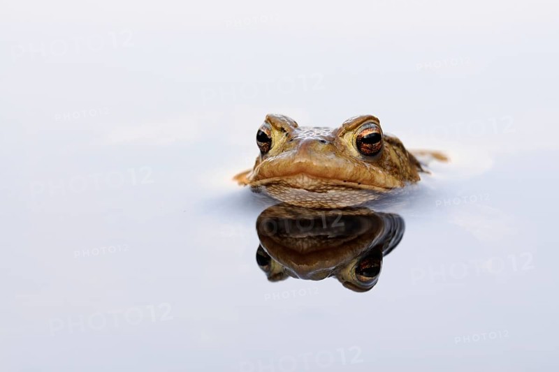Patient toad... Common toad (Bufo bufo), male common toad patiently waiting for a female during the spawning season, swimming in the water, reflected on the water surface, Lower Rhine, North Rhine-Westphalia, Germany, Western Europe, Europe