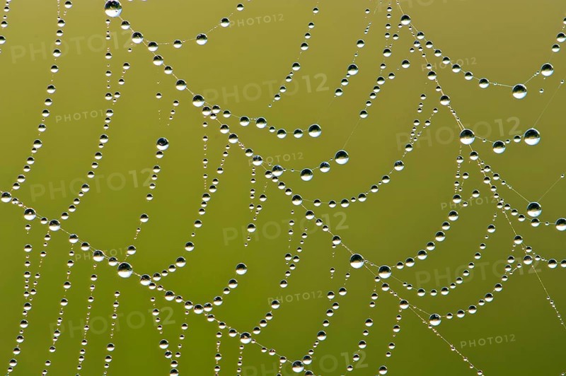 Spider web with dew drops, morning dew
