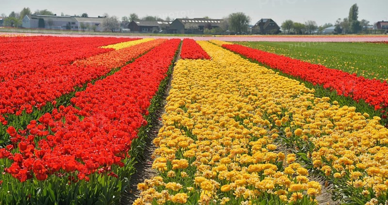 Colourful tulip fields are a tourist attraction in the Netherlands during the tulip blossom season, like here in Lisse on 27.4.2018, NLD, Netherlands