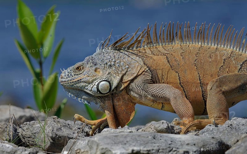 Green Iguana (Iguana iguana) Corozal district, Belize, Central America