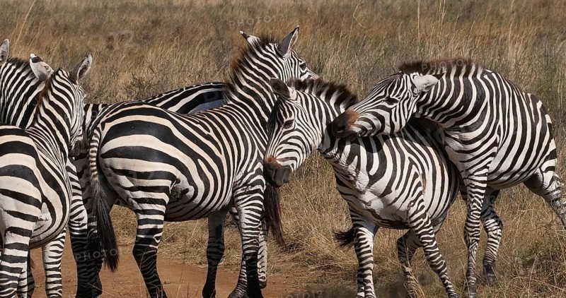 Grant's Zebra (equus burchelli) boehmi, fight, Herd at Nairobi Park in Kenya