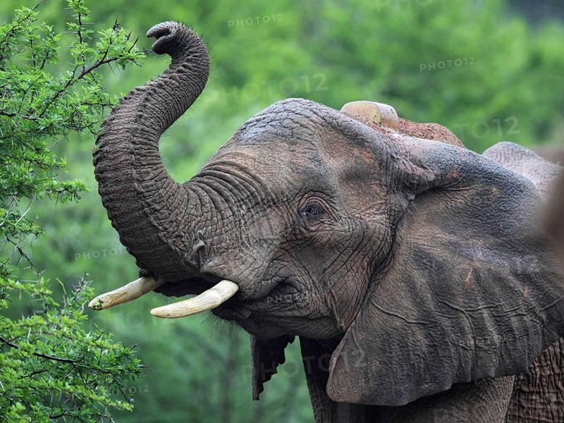 Close-up of an African elephant (Loxodonta africana) in Amakhala Game Reserve, Eastern Cape, South Africa. Close-up of an African elephant in Amakhala Game Reserve, South Africa, Africa