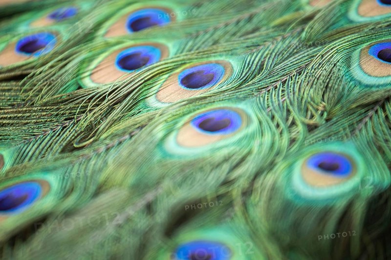 Peacock feather close up macro. Wroclaw, Poland, Europe