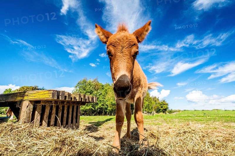 Cute mule standing in a farm yard with hay in the summer under a blue sky