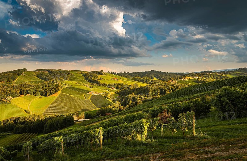 Vineyard on an Austrian countryside, Styrian Tuscany. Wine road through south