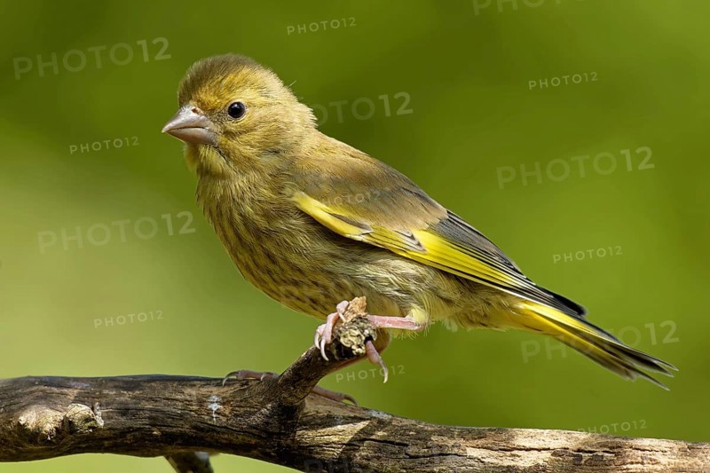 Juvenile greenfinch