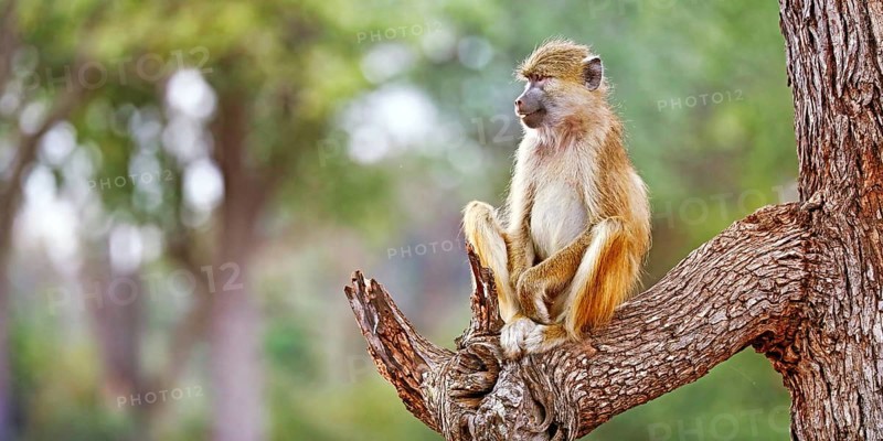 Baboon (papio cynocephalus), South Luangwa National Park, Zambia, Africa