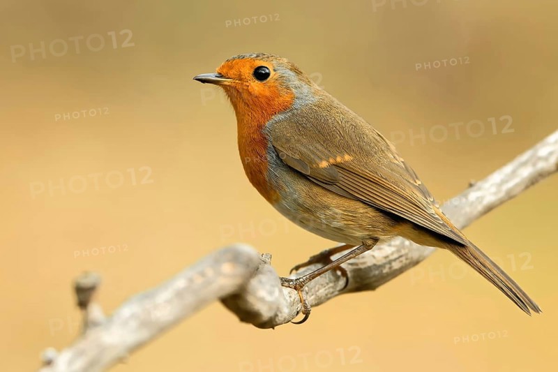 Robin