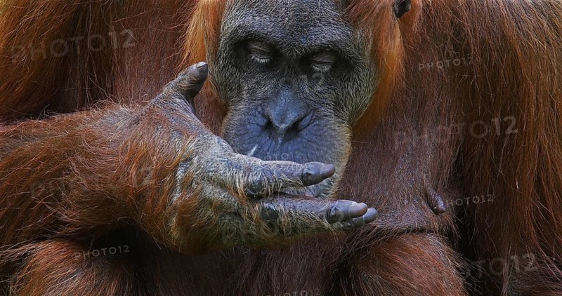 Orang Utan (pongo pygmaeus), Female eating