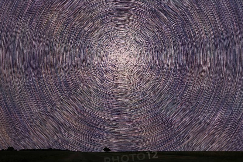 Star Trails over filed with lonely tree. Night sky startrails