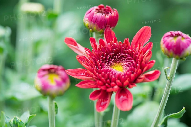 Chrysanths in flower bed in garden
