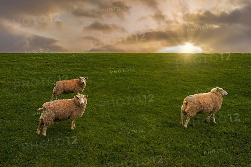 Sheep on the dyke Friesland