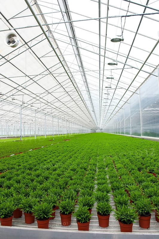 Interior of a greenhouse with many Bamboo plants
