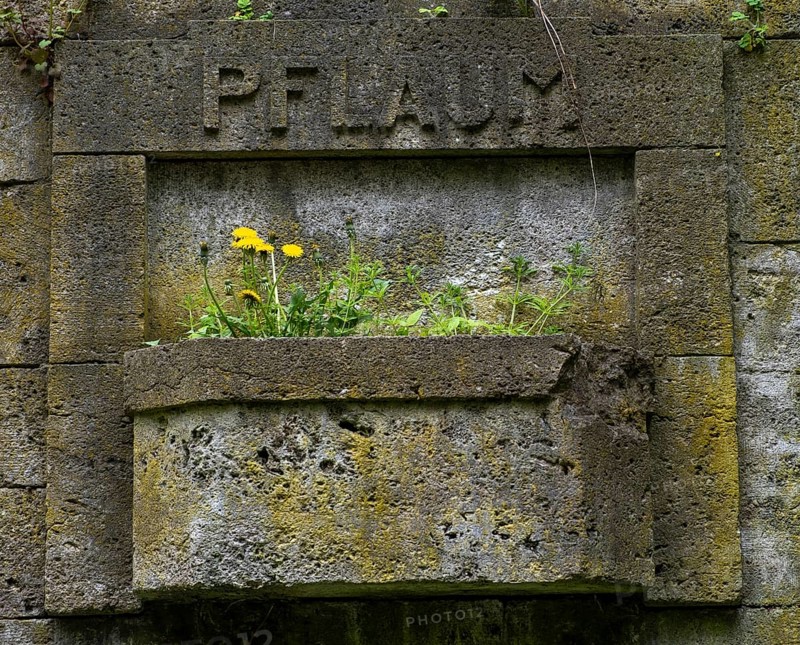 Germany, Berlin, 09.04.2024, Weißensee Jewish Cemetery, tree trunk, Pflaum gravesite, dandelion, Europe