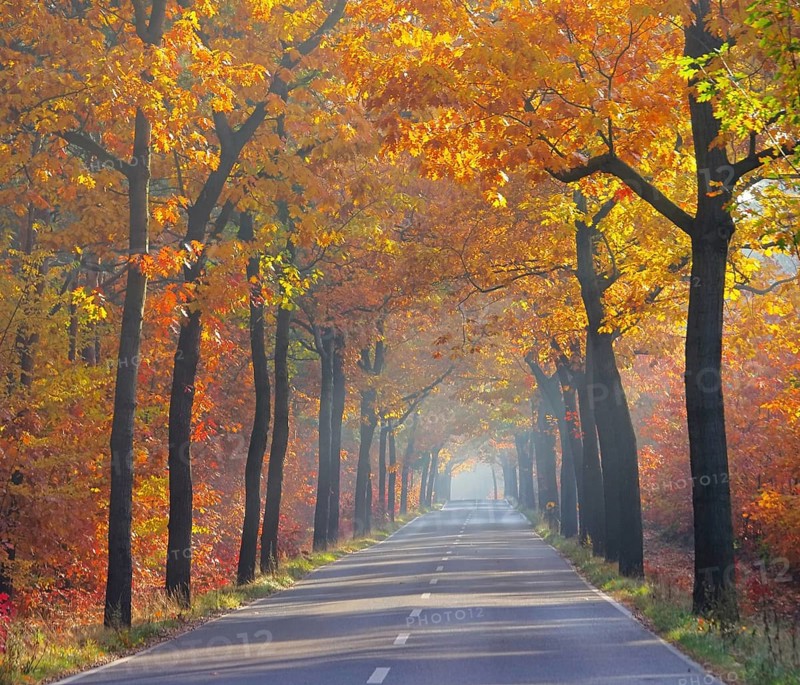 Avenue in autumn, avenue in fall 26