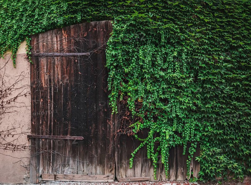 Rustic image with a vintage wooden door half covered with green ivy