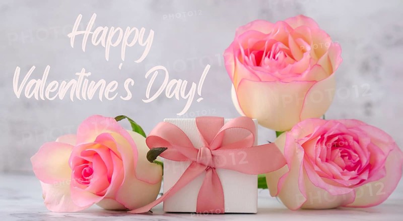 Gift box with tied ribbon bow pink roses. Greeting card background. Present for springtime holidays. Text Happy VALENTINES day. poster banner size