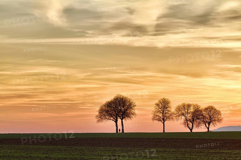 Trees at sunset with walker, Pfalz, Germany, Europe