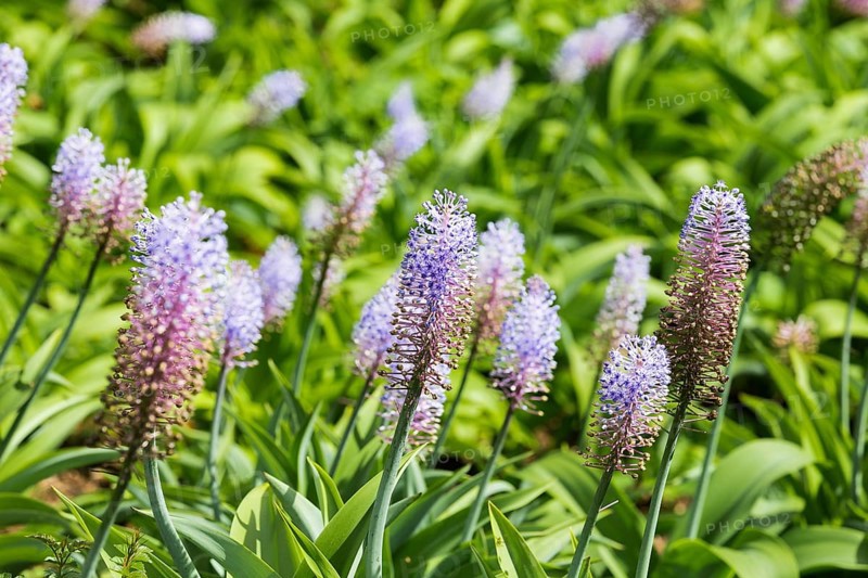 Blauer Ingwer, Dichorisandra thyrsiflora. Brasilien, Madeira, Funchal, Blue ginger, Flower of the Commelinaceae family originating in Brazil
