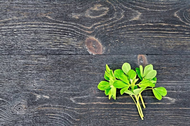 Bunch of fresh green fenugreek with white flowers on a black wooden board background