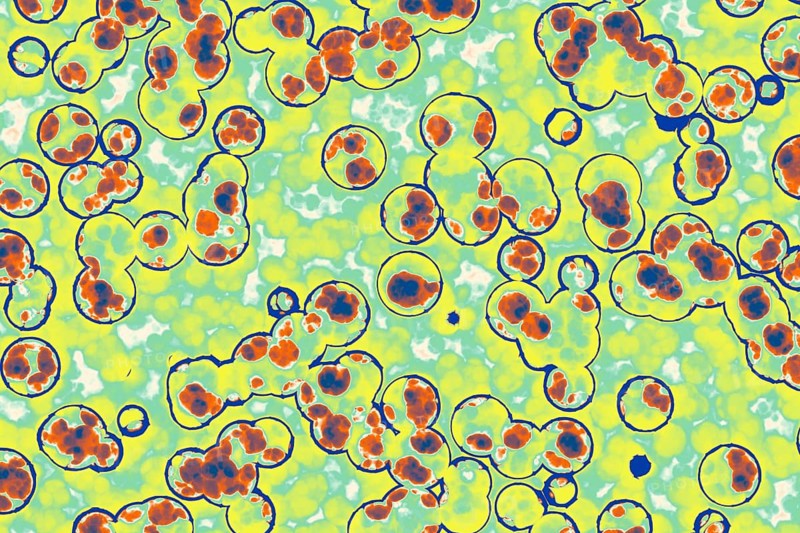 Shape of bacterial cell: cocci, bacilli, spirilla bacteria background