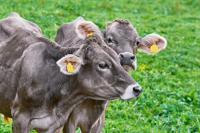 Dairy Cattle in the Traditional Pasture. Bolsternang, Germany Bolsternang, Germany, Europe