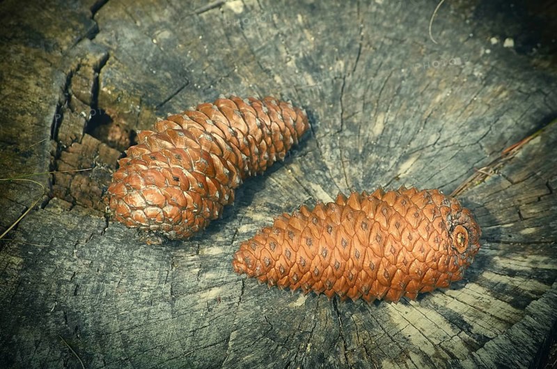 Two pine cones on the stump Varna, Bulgaria, Europe