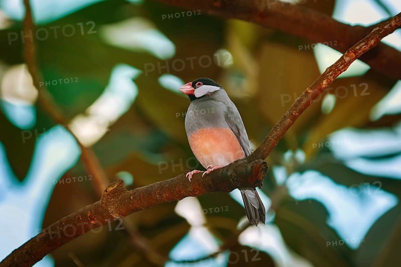 Java Sparrow (Lonchura Oryzivora) Perched on the Branch Vienna, Austria, Europe