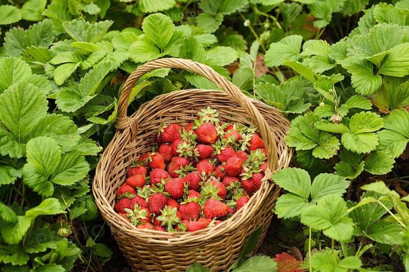 Strawberries in a basket in the garden outdoors