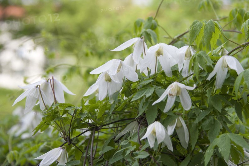 Clematis 'White Columbine', Saxony, Germany, Europe