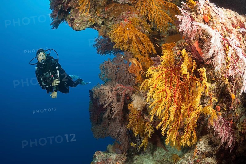 Diver and coral reef, Osprey Reef, Coral Sea, Australia, Oceania