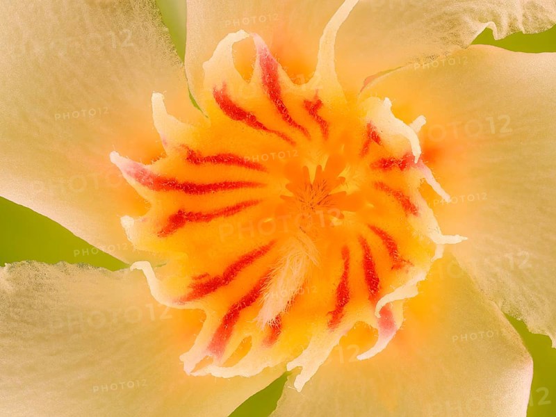 Flower of the oleander (Nerium oleander), macro photo, studio photo, Germany, Europe