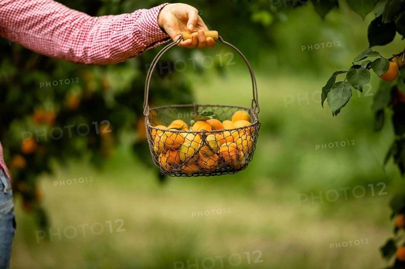 Unrecognised woman's hand holding wickered metal basket full of fresh organic apricots. Fruit orchard on background, blured. Copy space. Organic farming concept. Preserving fruits for winter