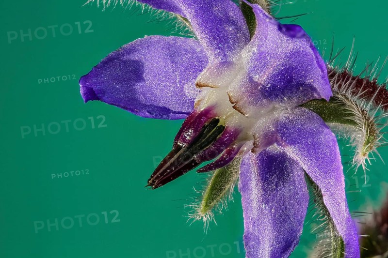 Borage (Borago officinalis)