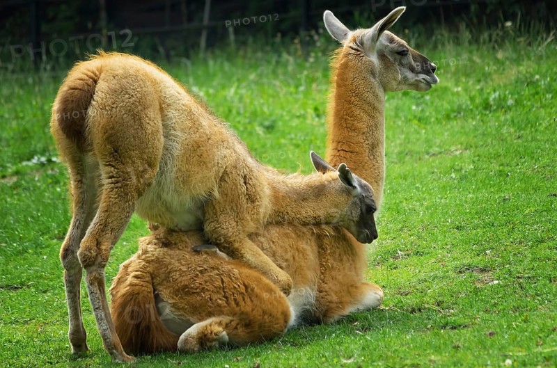 Baby llama playing with her mother on the lawn