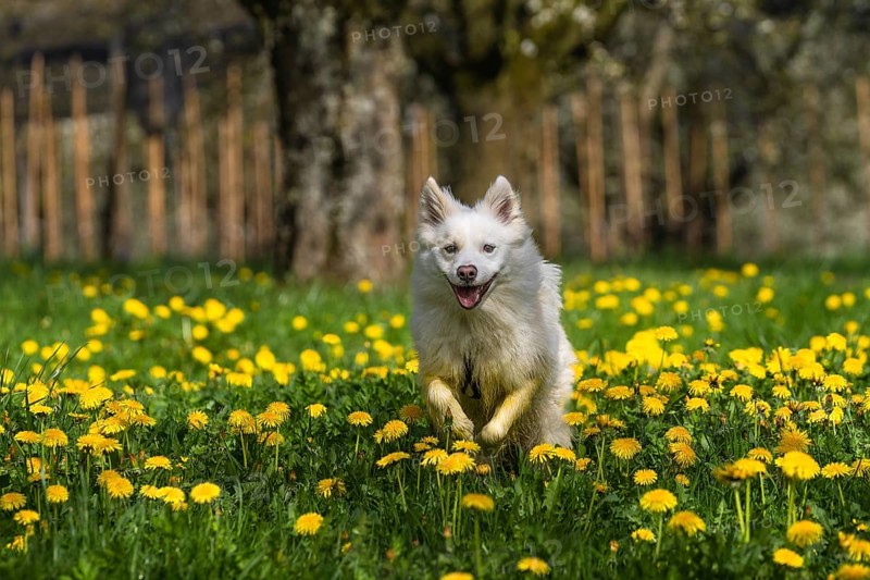 Icelandic dog in a meadow with dandelions