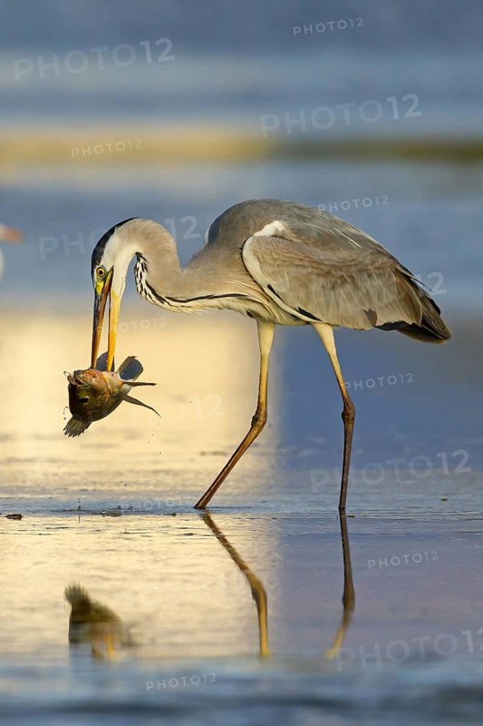 Grey grey heron (Ardea cinerea), foraging, prey, fish, boat trip, Tiszaalpár, Kiskunsági National Park, Bács-Kiskun, Hungary, Europe