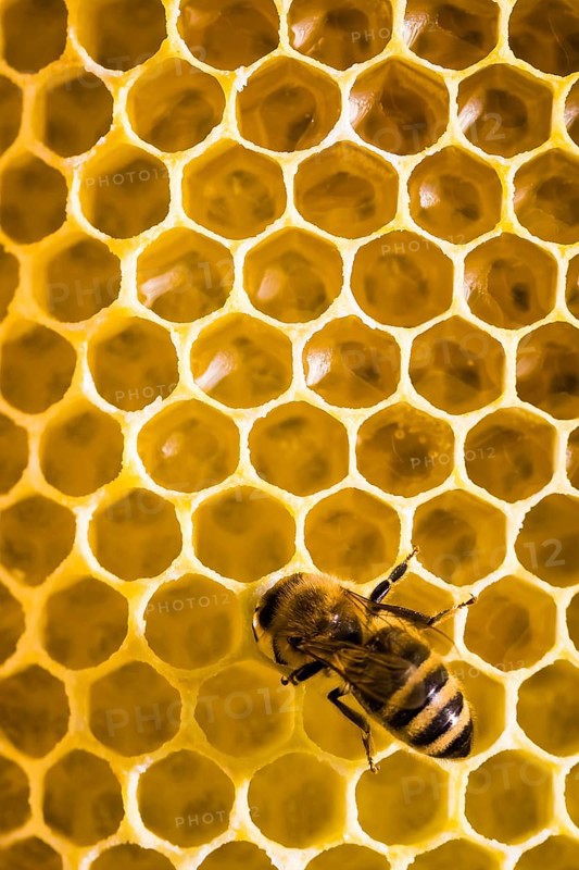 Honey bee on honeycomb in beehive, Lower Saxony, Federal Republic of Germany