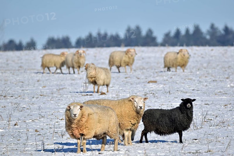 Flock of sheep in the snow