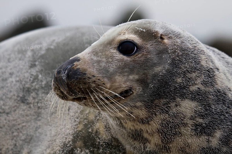 Side view of the head of a female grey seal on the beach of Heligoland