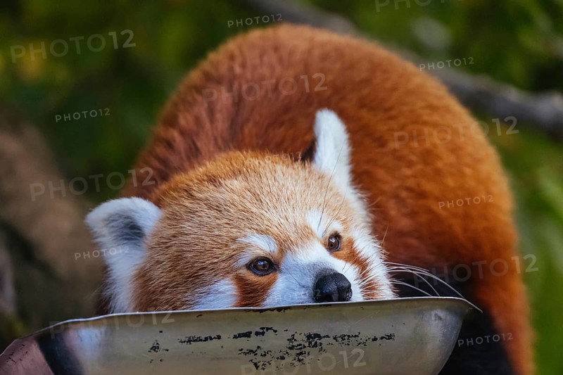 An inquisitive red panda in a zoo in Australia