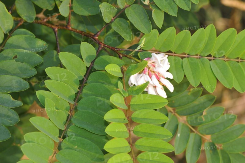 Macro from a black locust. Blossoms of the common robinia