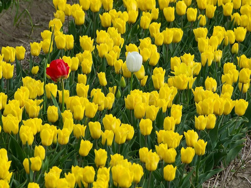 A wide field full of yellow blooming daffodils, egmond aan zee, north sea, netherlands