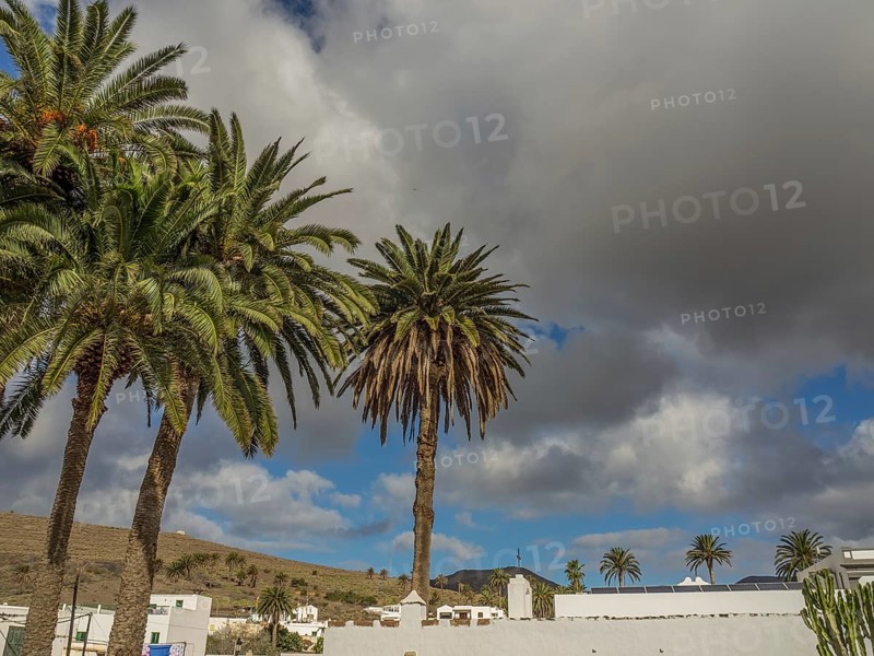 Palm trees under a cloudy sky in a village, lanzarote, Canary Islands, Spain, Europe