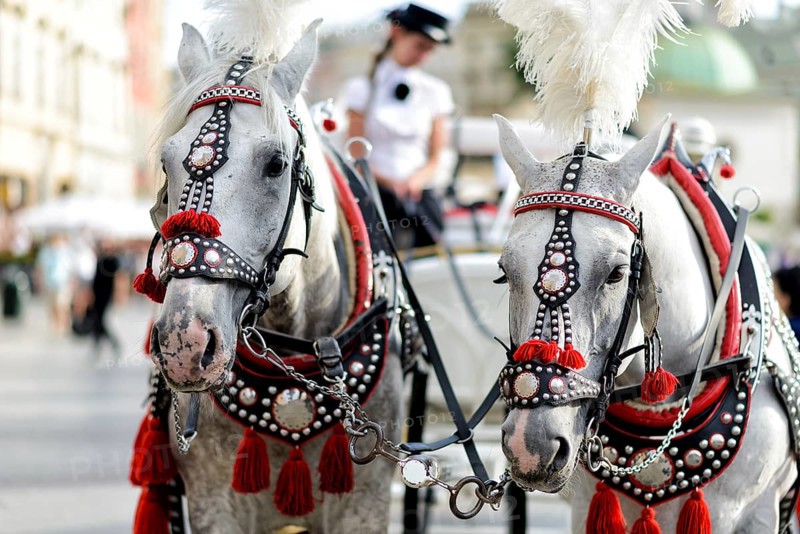 Horses with a carriage on the main square of Krakow in Poland