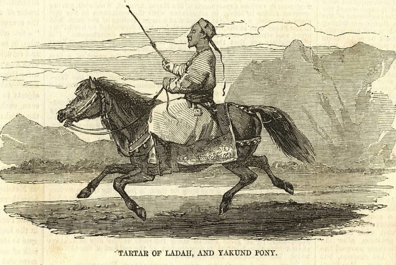 Tartar of Ladah and Yakund Pony