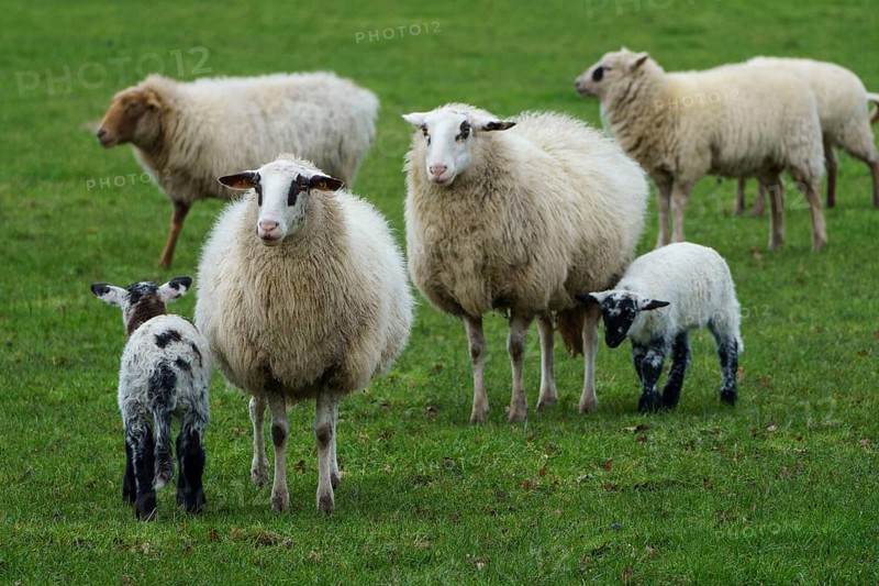 Group of sheep and lambs on a green meadow, sheep with small lambs on a green meadow, borke, germany